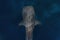 Whale shark overhead shot