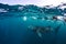 Whale shark and people snorkel underwater scene marine life in sunlight in the blue sea. Snorkeling and scuba Maldives underwater