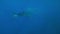 Whale shark with a school of Trevallies in blue water