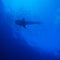 Whale Shark Silhouette