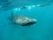 Whale shark with snorkelers