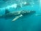 Whale shark with snorkelers