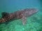 Whale Shark, South Ari Atoll, Maldives