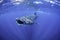 Whale Shark on the Surface at Mexico