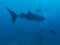 Whale shark surrounded by the divers, Oslob, Philippines. Selective focus.