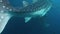 Whale Shark Swimming In Blue Ocean In Kri Islands, Raja Ampat. Underwater View Of Wildlife