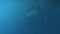 Whale Shark Swimming In Blue Ocean In Kri Islands, Raja Ampat. Underwater View Of Wildlife In Papua