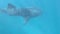 Whale shark swimming in Ningaloo Reef Western Australia