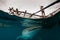 Whale Shark under fisherman platform in Papua