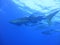 Whale shark under the ocean