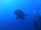 Whale shark under the ocean