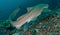 Whale shark underwater