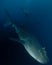 Whale shark underwater