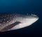 Whale shark underwater