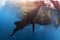 Whale Shark underwater approaching a fishing net