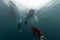 Whale Shark underwater approaching a scuba diver in the deep blue sea s