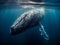 Whale Song: A Humpback\\\'s Dance in the Deep Blue Sea