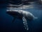 Whale Song: A Humpback\\\'s Dance in the Deep Blue Sea