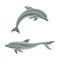 Whale species animals set. Dolphins ocean or sea mammals, underwater fauna vector illustration