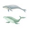 Whale species animals set. Marine mammals, underwater fauna vector illustration