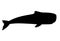 Whale. Sperm whale black silhouette - huge animal from the ocean - vector illustration for logo or sign. Sperm whale