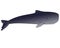 Whale. Sperm whale - a huge animal from the ocean - vector full color gradient picture with outline.