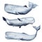 Whale sperm whale watercolor elements set