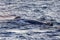 Whale on the surface of the Gulf of California, where the Cortez Sea meets the Pacific Ocean, in the state of Baja California.