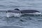 Whale surfacing in Walvis Bay