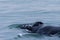 Whale surfacing in Walvis Bay