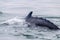 Whale surfacing in Walvis Bay