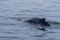 Whale surfacing in Walvis Bay