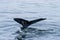 Whale surfacing in Walvis Bay