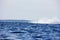 A whale swims calmly and releases a powerful fountain into the Bay of Fundy in Nova Scotia