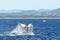 Whale tail in ocean near fishing vessel.