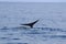Whale tail raised, water splashes,