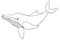 Whale. Vector illustration. Outline on a white isolated background. Plankton marine mammal. Inhabitant of the ocean. Hand drawing