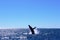 Whale watching Australia Fraser coast