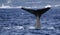 Whale watching Azores islands - sperm whale 01