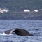 Whale watching Azores islands - sperm whale 03