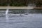 Whale Watching of the coast of Juneau, Alaska