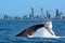 Whale Watching in Gold Coast Australia