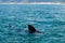 Whale watching in Hermanus near Cape Town, Western Cape, South Africa