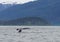 Whale watching, humpback whales in Alaska