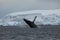 Whale Watching of Humpback Whales in Antarctica