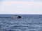 Whale watching in the open ocean viewing a humpback whale submerging