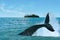 Whale Watching in Rarotonga Cook Islands