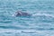 Whale watching from Valdes Peninsula,Argentina. Wildlife