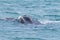 Whale watching from Valdes Peninsula,Argentina. Wildlife