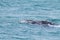 Whale watching from Valdes Peninsula,Argentina. Wildlife